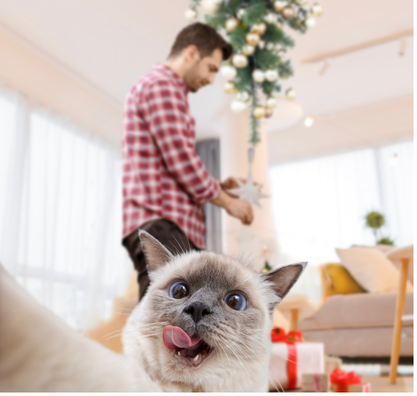 a cat and a christmas tree